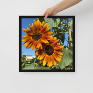 Sunflowers - Framed photo paper poster