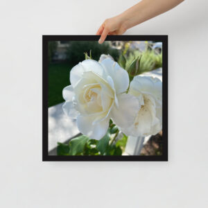 White Roses - Framed photo paper poster