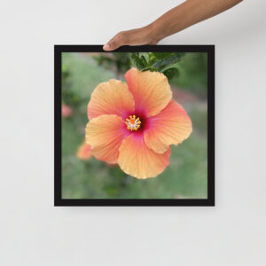 Hawaiian Hibiscus - Framed photo paper poster