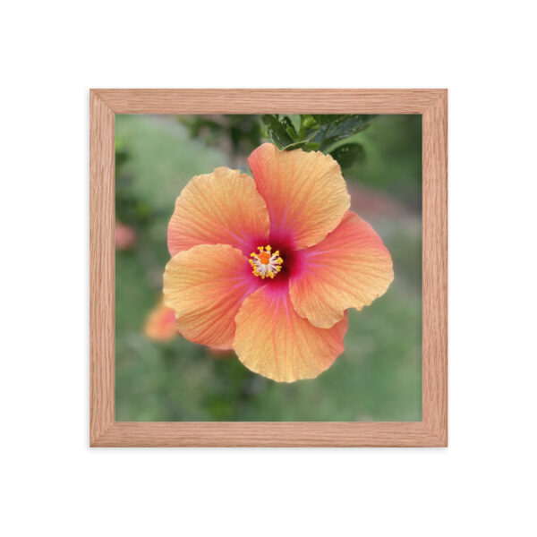 Hawaiian Hibiscus - Framed photo paper poster - Image 3