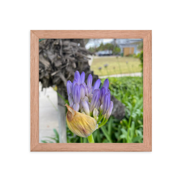 Agapanthus - Framed photo paper poster - Image 5