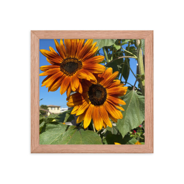 Sunflowers - Framed photo paper poster - Image 5