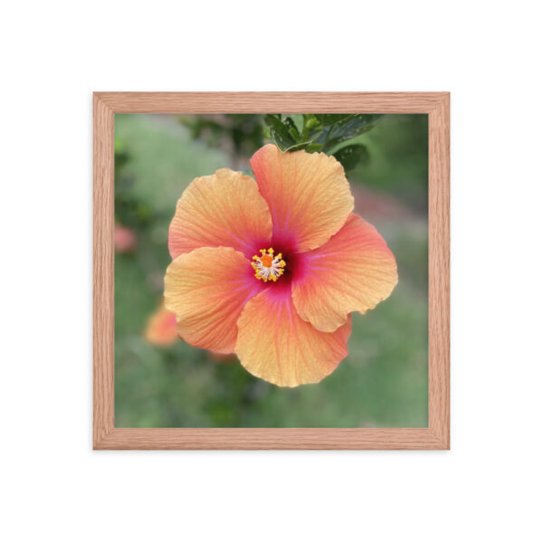 Hawaiian Hibiscus - Framed photo paper poster - Image 4