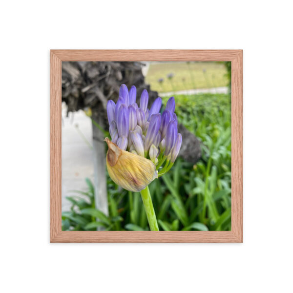 Agapanthus - Framed photo paper poster - Image 6