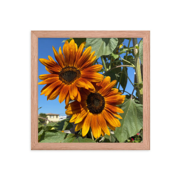 Sunflowers - Framed photo paper poster - Image 6