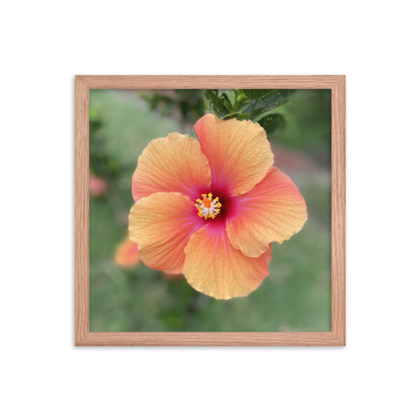 Hawaiian Hibiscus - Framed photo paper poster - Image 5