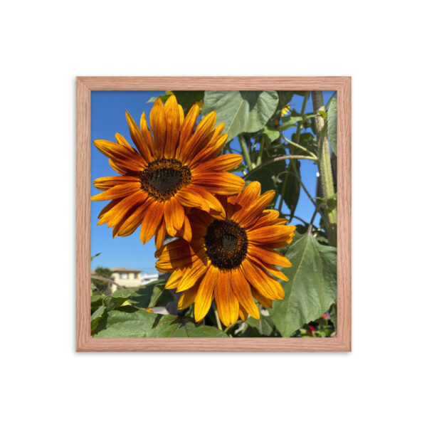 Sunflowers - Framed photo paper poster - Image 7