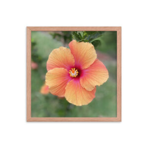 Hawaiian Hibiscus - Framed photo paper poster