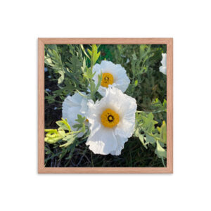 Sunny-Side Up - Framed photo paper poster