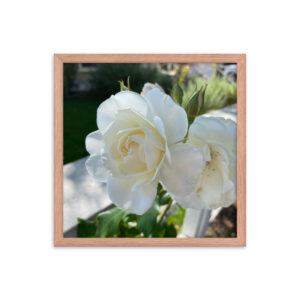 White Roses - Framed photo paper poster