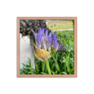 Agapanthus - Framed photo paper poster