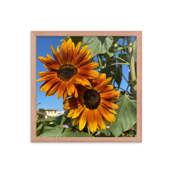 Sunflowers - Framed photo paper poster - Image 4