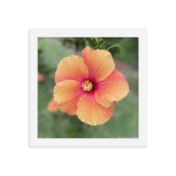 Hawaiian Hibiscus - Framed photo paper poster - Image 6