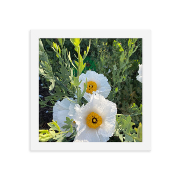 Sunny-Side Up - Framed photo paper poster - Image 8