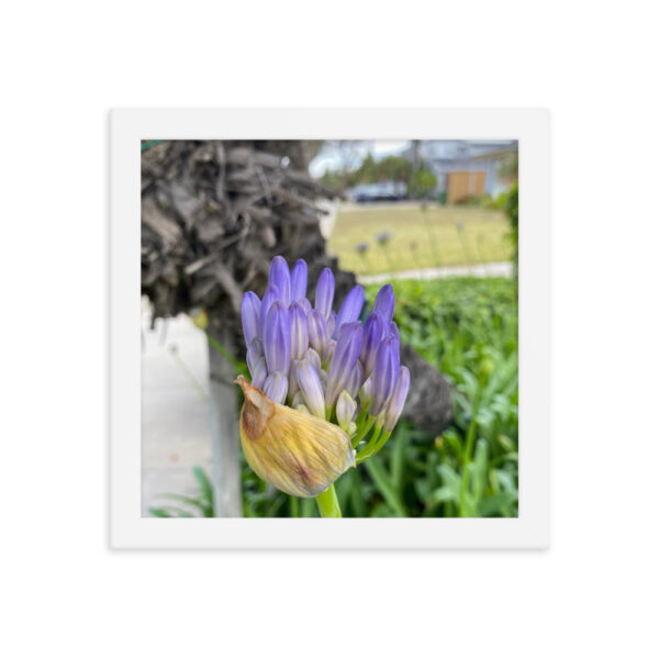 Agapanthus - Framed photo paper poster - Image 8