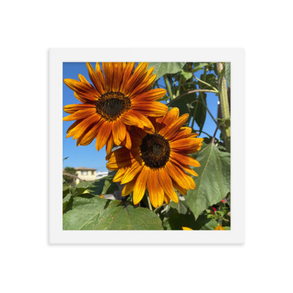 Sunflowers - Framed photo paper poster - Image 8