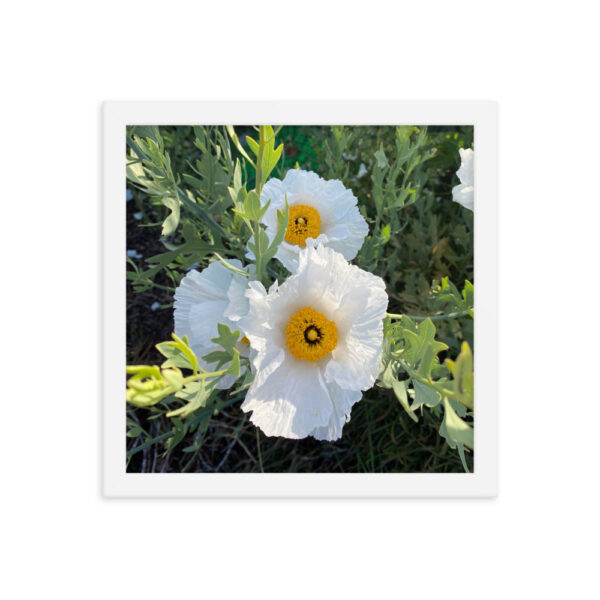 Sunny-Side Up - Framed photo paper poster - Image 9