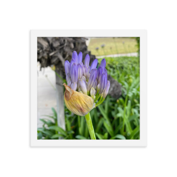 Agapanthus - Framed photo paper poster - Image 9