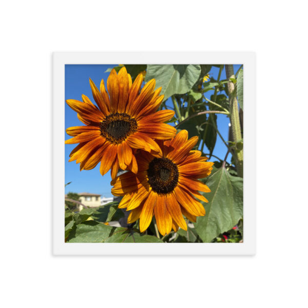 Sunflowers - Framed photo paper poster - Image 9