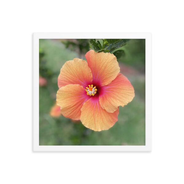 Hawaiian Hibiscus - Framed photo paper poster - Image 8