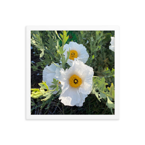 Sunny-Side Up - Framed photo paper poster - Image 10