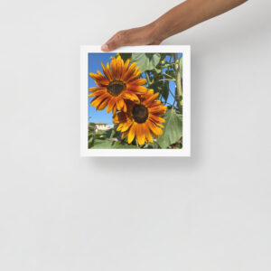 Sunflowers - Framed photo paper poster