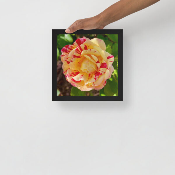 All Dressed Up - Framed photo paper poster - Image 11