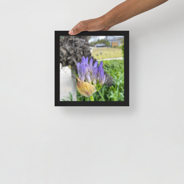 Agapanthus - Framed photo paper poster - Image 10
