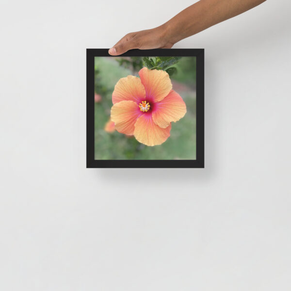 Hawaiian Hibiscus - Framed photo paper poster - Image 10