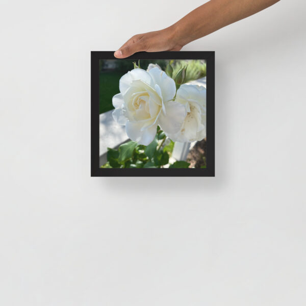 White Roses - Framed photo paper poster - Image 10