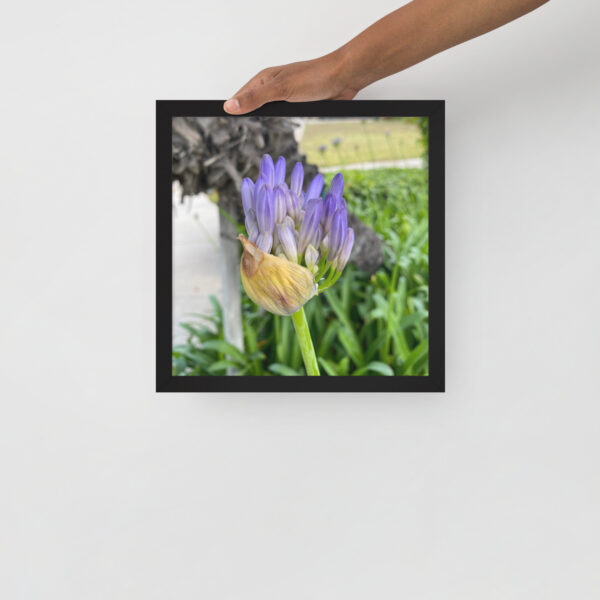 Agapanthus - Framed photo paper poster - Image 11