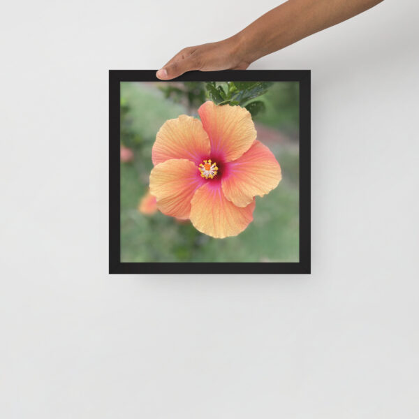 Hawaiian Hibiscus - Framed photo paper poster - Image 11