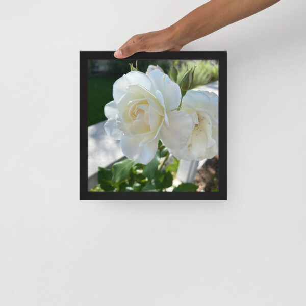 White Roses - Framed photo paper poster - Image 11