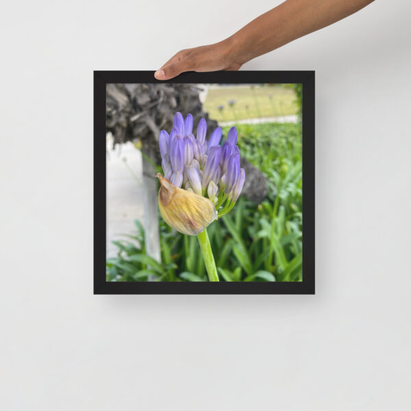 Agapanthus - Framed photo paper poster - Image 12