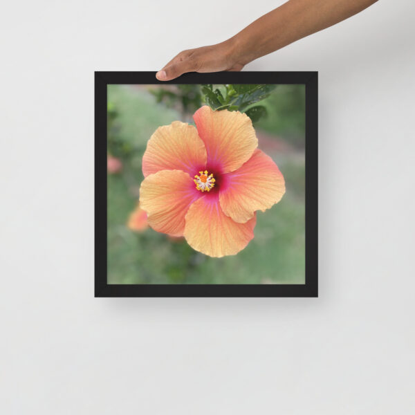 Hawaiian Hibiscus - Framed photo paper poster - Image 12