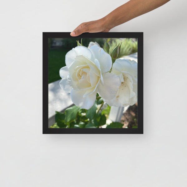 White Roses - Framed photo paper poster - Image 12