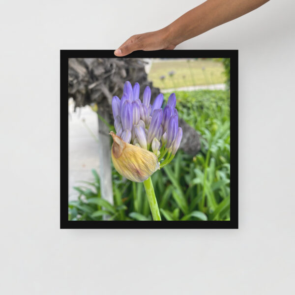 Agapanthus - Framed photo paper poster - Image 9