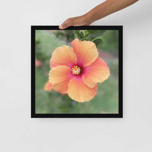 Hawaiian Hibiscus - Framed photo paper poster - Image 9