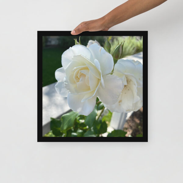 White Roses - Framed photo paper poster - Image 9