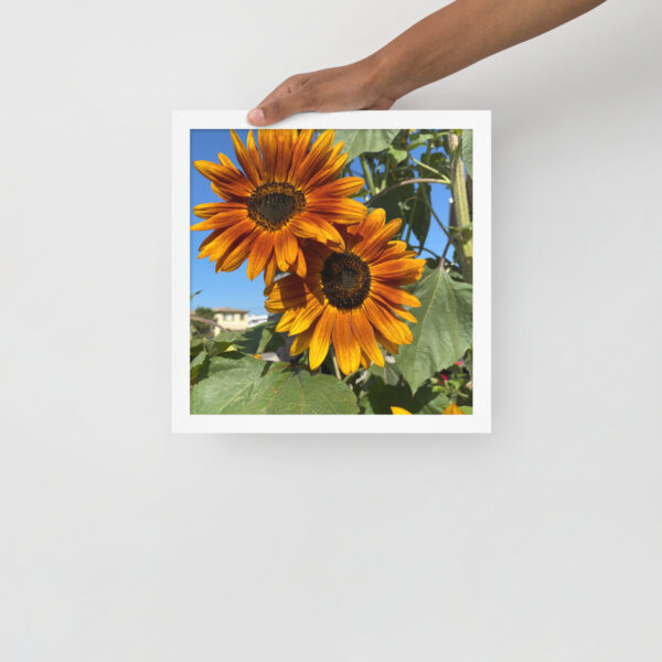 Sunflowers - Framed photo paper poster - Image 3