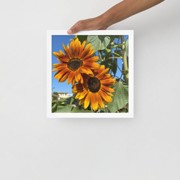 Sunflowers - Framed photo paper poster - Image 6
