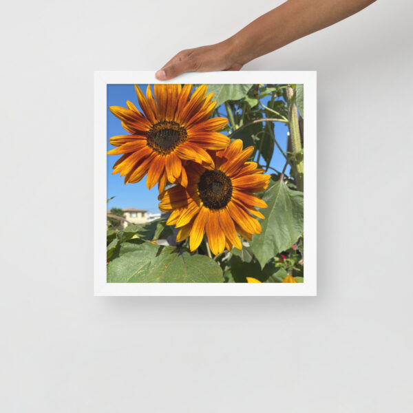 Sunflowers - Framed photo paper poster - Image 4