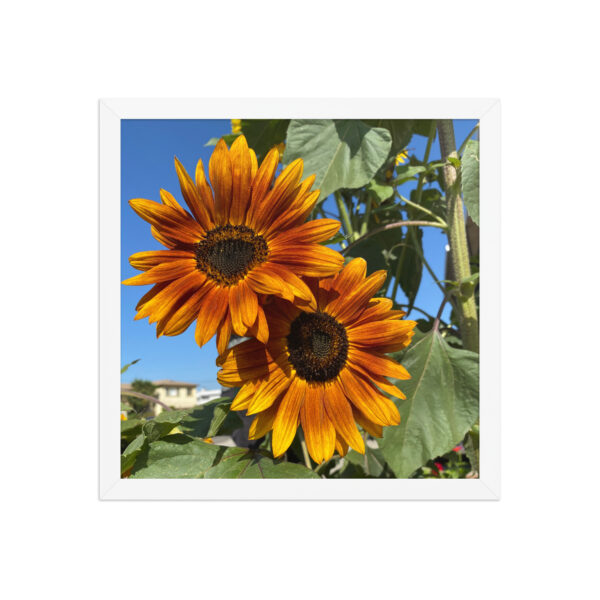 Sunflowers - Framed photo paper poster - Image 10