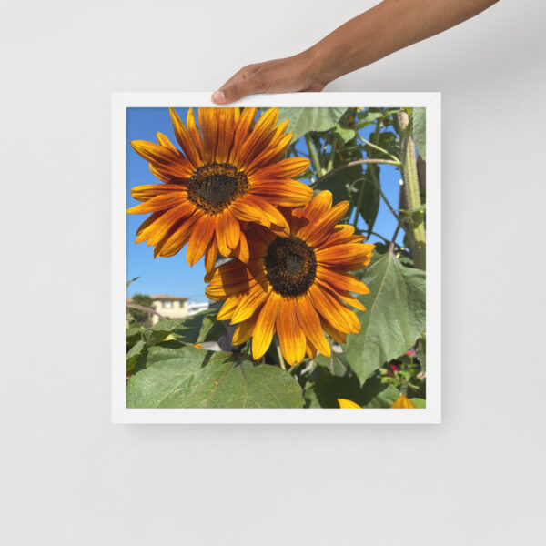 Sunflowers - Framed photo paper poster - Image 2