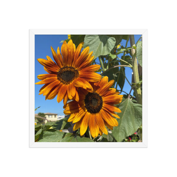Sunflowers - Framed photo paper poster - Image 8